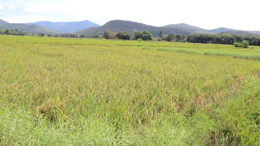 รองนายก “ธรรมนัส” จัด 3 โครงการ เร่งแก้น้ำท่วมอุตรดิตถ์ อนุมัติด่วน 30 ล้าน สร้างสะพานน้ำทดแทนพัง ช่วยเกษตรกร ชลประทานติดตั้ง 3 เครื่องสูบน้ำ ช่วยข้าวตั้งท้อง (มีคลิป) 33 Image56 1